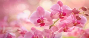 Cambria Nelly Isler Pflege – Standort, Gießen und Düngen für eine gesunde und blühfreudige Orchidee