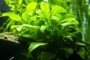 Crinum calamistratum Pflege – Wie pflegt man Crinum calamistratum im Aquarium und welche Ansprüche hat die Pflanze an Wasser, Licht und Nährstoffe?