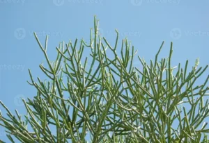 Mistletoe Cactus Pflege – Standort, Gießen und weitere Tipps für einen gesunden Korallenkaktus