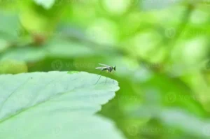 Mittel gegen Essigfliegen – Essigfliegen bekämpfen – einfache Hausmittel und wirksame Vorbeugung